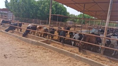 وزارة الزراعة تكشف عن تفاصيل خطتها لحماية الثروة الحيوانية من الحمى القلاعية