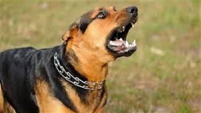 تفسير حلم سماع نباح الكلب في المنام وعلاقته بالأزمات والمشكلات النفسية 