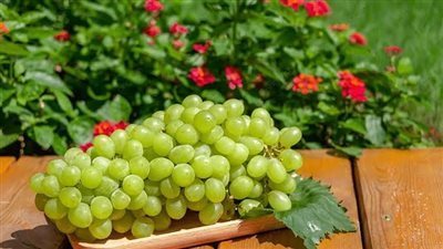 فوائد العنب، يخفض ضغط الدم ويحمي من الشيخوخة والزهايمر 