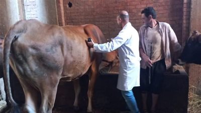 تحصين 10110 رؤوس ماشية ضد الحمى القلاعية في الدقهلية (صور)