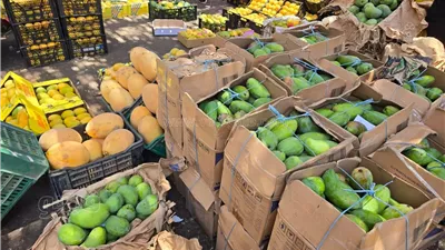 انخفاض 5 أصناف، أسعار المانجو اليوم الإثنين 18 أغسطس 2025