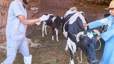 بدء حملات تحصين الماشية ضد الحمى القلاعية SAT1 بالوادي الجديد