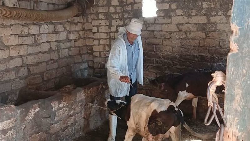 جهود تحصين الماشية،