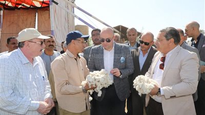 محافظ بني سويف يفتتح موسم جني القطن ويهنئ المزارعين بحقول النويرة