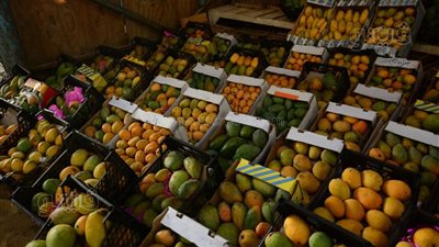 أسعار المانجو اليوم الثلاثاء، انخفاض 5 أصناف منها الهندي والسكري وقفزة في العويسي