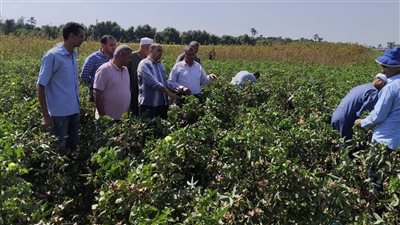 زراعة الفيوم تنظم ندوة إرشادية بمركز طامية عن الطرق الصحيحة لجني القطن