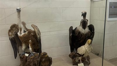 شربل مارون، الرجل الذي حوّل الغياب إلى ذاكرة نابضة (فيديو وصور)