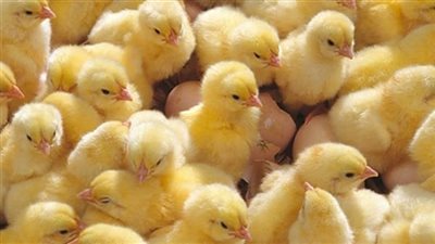 ارتفاع سعر الكتكوت الأبيض واستقرار البط، ماذا حدث في بورصة الدواجن اليوم؟