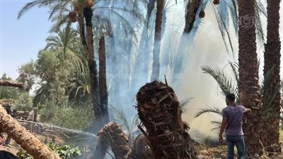 حريق هائل في كرم نخيل بمنشأة العماري بالأقصر والحماية المدنية تسيطر (صور)