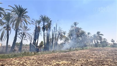 الحماية المدنية بالأقصر تسيطر على حريق كرم النخيل بمنشأة العماري (صور)