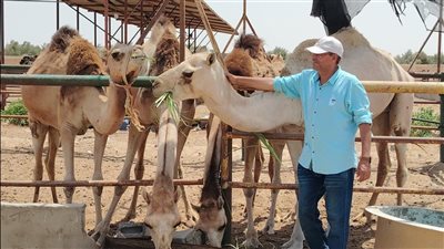 بحوث الصحراء ينجح في إنتاج أعلاف تحتوى على 50% من المخلفات والنباتات الملحية