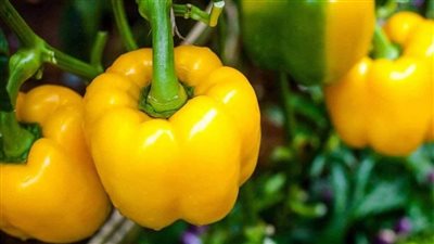 الفلفل الأصفر، كنز فيتامينات وضروري تناوله يوميا