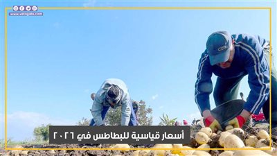 مزارعو البطاطس يدخلون نفق الخسائر.. وتوقعات بأسعار قياسية عام 2026 (فيديوجراف)