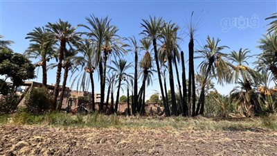 انتهاء أعمال تبريد حريق كرم النخيل بمنشأة العماري في الأقصر (صور)