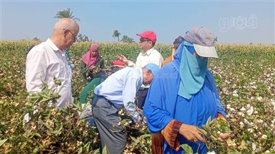  ندوة إرشادية بمركز ناصر للتوعية بأهمية الجني المحسن للقطن ببني سويف