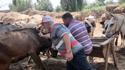 تحصين 45317 رأس ماشية ضد الحمى القلاعية بالدقهلية (صور)