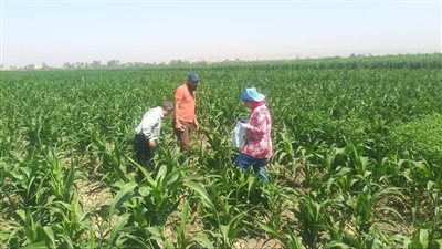 زراعة أسيوط تشن حملة لمتابعة حقول الذرة الرفيعة 