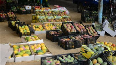  أسعار المانجو اليوم الأحد 24 أغسطس 2025، تبدأ من 10 جنيهات والفص يواصل قفزاته