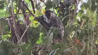 الحماية المدنية والطب البيطري يبحثون عن «نسناس» يتجول بالأقصر (صور)