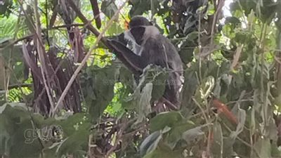 بعد محاولات 7 ساعات، هروب نسناس قرية الديمقراط بالأقصر وسط الزراعات والطب البيطري يكشف التفاصيل 