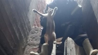 إنقاذ قطة سقطت داخل منور عقار بالمنوفية (صور)