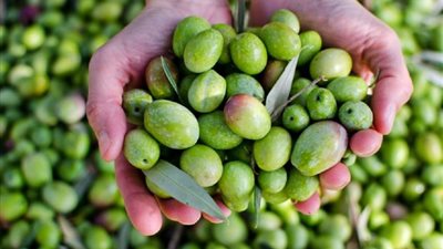 10 جنيهات ارتفاعًا في سعر الزيتون الطازج، وهذه قائمة بالأسعار