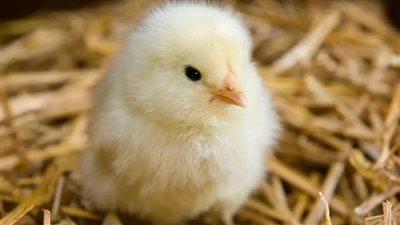 أسعار الكتاكيت والبط اليوم الثلاثاء في بورصة الدواجن