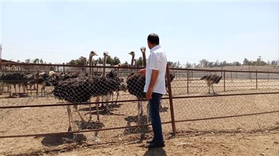 إقامة أكبر مزرعة نعام في مصر على أرض الإسماعيلية (صور) 