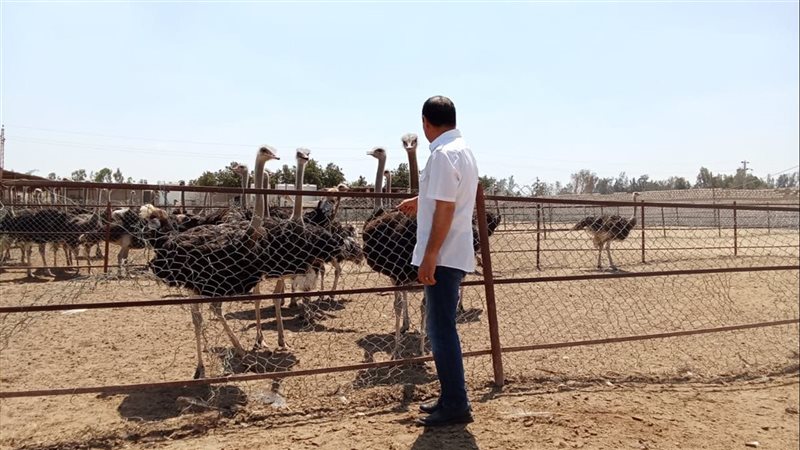 مزرعة النعام بالإسماعيلية،