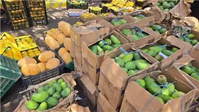  أسعار المانجو اليوم الأربعاء، انخفاض السكري والفونس والزبدية يحافظان على ارتفاعهما
