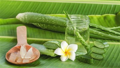 بطلها الصبار، وصفات لجمال وصحة بشرتك وشعرك