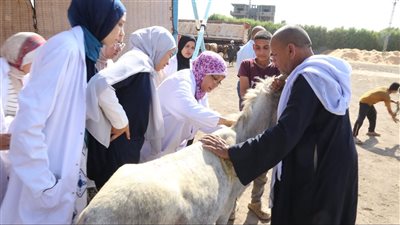 علاج وفحص 1327 رأس ماشية خلال قافلة جامعة الفيوم البيطرية بقرية سنوفر