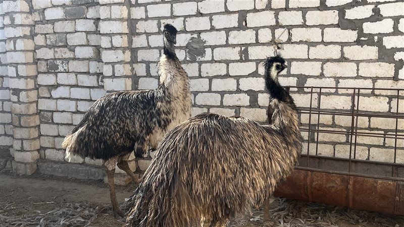 تربية طيور الزينة