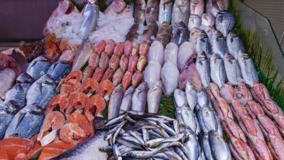 سعر السمك اليوم، انخفاض كبير في 3 أصناف منها البوري وارتفاع البلطي والجمبري