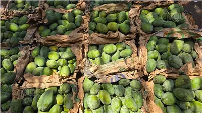 أسعار المانجو اليوم الخميس 28 أغسطس 2025، السكري تواصل الارتفاع وانخفاض صنفين 