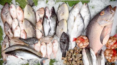 سعر السمك اليوم، ارتفاع 4 أصناف منها البلطي والبوري وانخفاض 20 جنيها في الجمبري