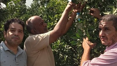 زراعة الإسماعيلية تنظم جولات حقلية للتوعية بخطورة ذبابة الفاكهة (صور) 