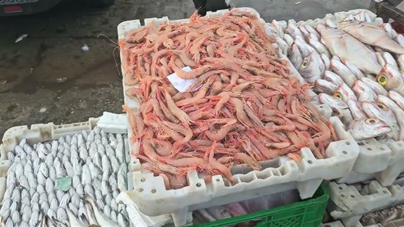 أسعار الجمبري اليوم