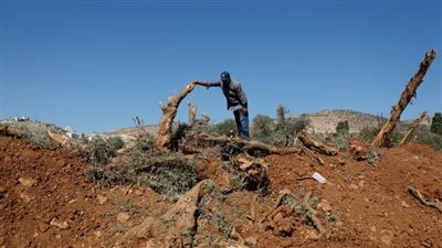  مستوطنون يهاجمون مزارعين فلسطينيين ويقطعون أشجار الزيتون في الضفة الغربية