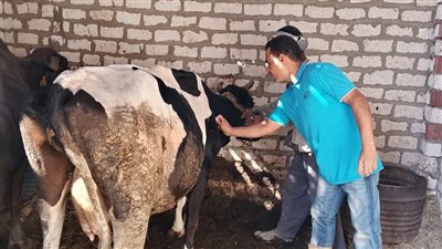 بمشاركة 556 فرقة، استمرار فعاليات حملة تحصين الماشية ضد فيروس SAT-1 في أسيوط