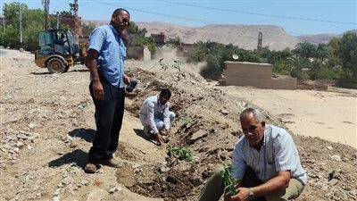 ضمن مبادرة 100 مليون شجرة، زراعة شتلات مثمرة بالطرق العامة ببداري أسيوط