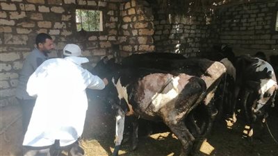 محافظ الإسماعيلية يتابع جهود مديرية الطب البيطري 