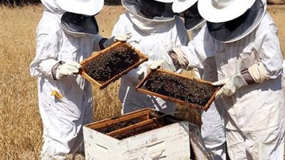 الوادي الجديد تطلق مبادرة لتنمية الثروة النحلية بواحة الداخلة