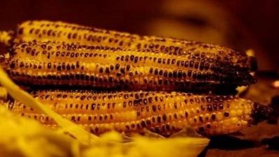 تقوي المناعة، تعرف على فوائد الذرة المشوي