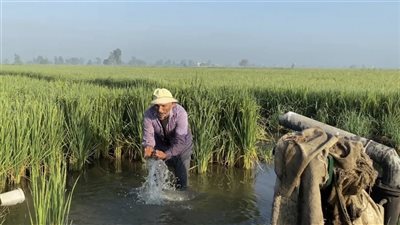 مصرف عشوائي يهدد أراضي ومواشي 3 آلاف أسرة بميت مرجا سلسيل بالدقهلية (صور) 