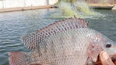 بالأرقام... طرح إنتاج مشروع الاستزراع السمكي بقري واحة الداخلة بالوادي الجديد