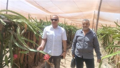 نجاح أولى تجارب زراعة الدراجون فروت بالإسماعيلية (صور)