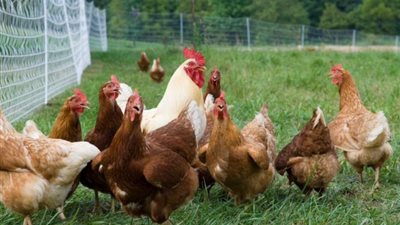 انخفاض البيضاء وارتفاع البلدي، سعر الفراخ اليوم الأربعاء 3 سبتمبر 2025