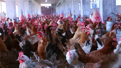 انخفاض جديد في أسعار الدواجن اليوم الإثنين 8-9-2025 في الفيوم 