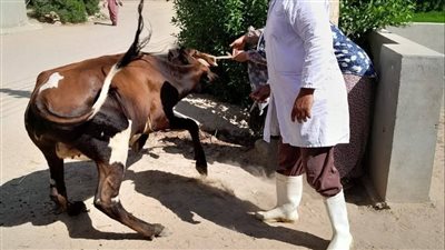 تحصين ١١٧.٥٪ من رؤوس الماشية ضد مرض الحمى القلاعية في الإسماعيلية ( صور )